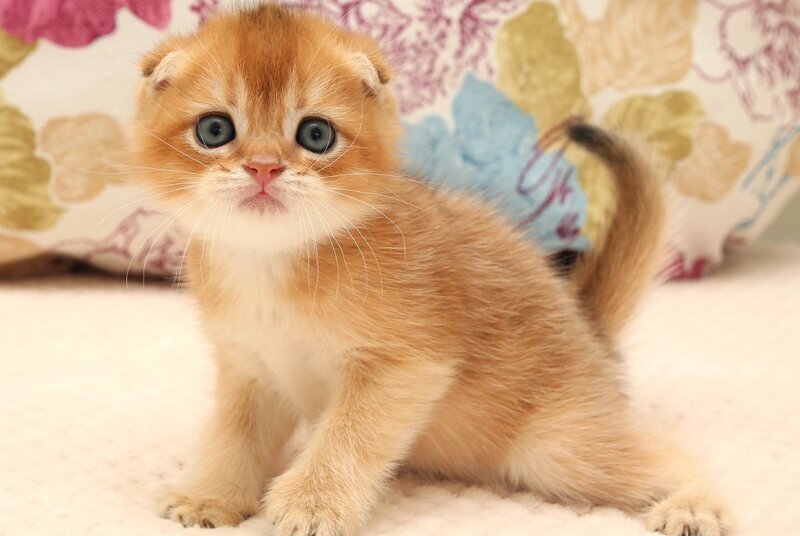 Zhan Scottish Fold male, black golden shaded