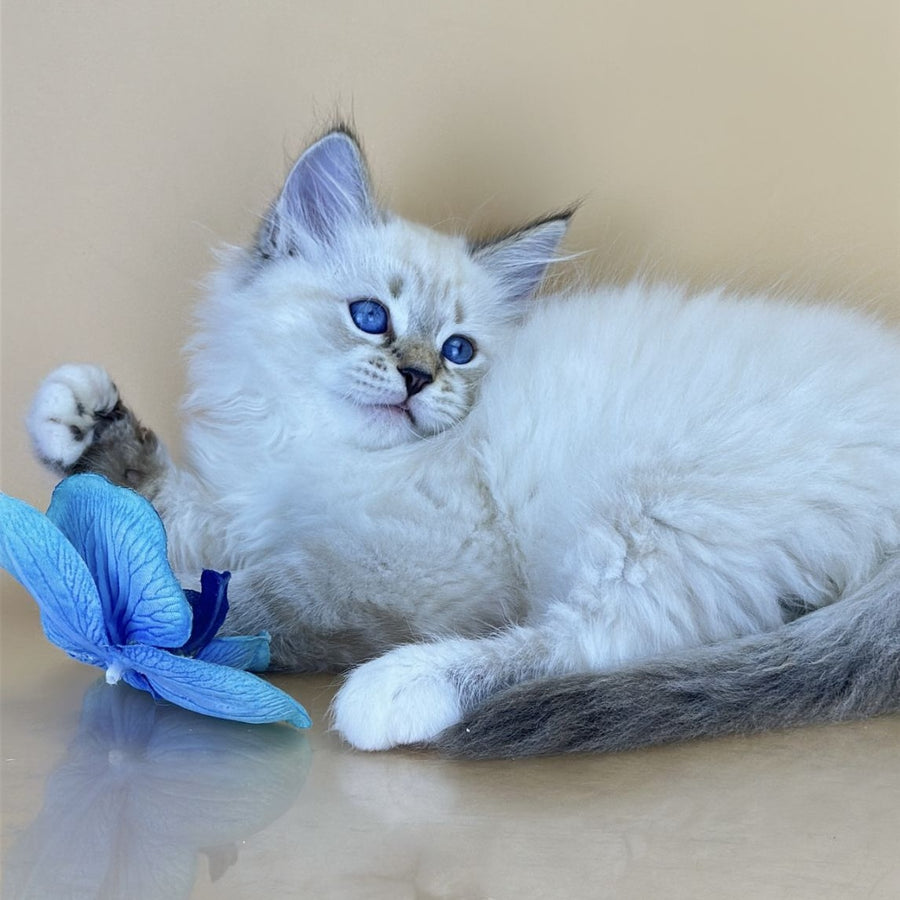 Arctic Siberian male, seal tabby pointed with white