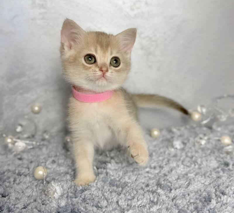 Elmira Scottish Straight female, blue golden shaded