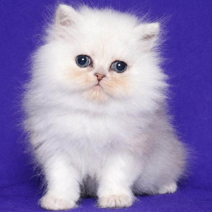 Jake Persian male, black silver shaded