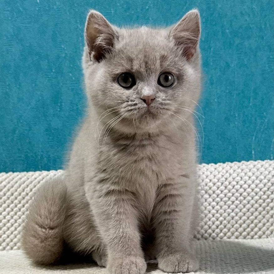 Bonya British Shorthair female, fawn