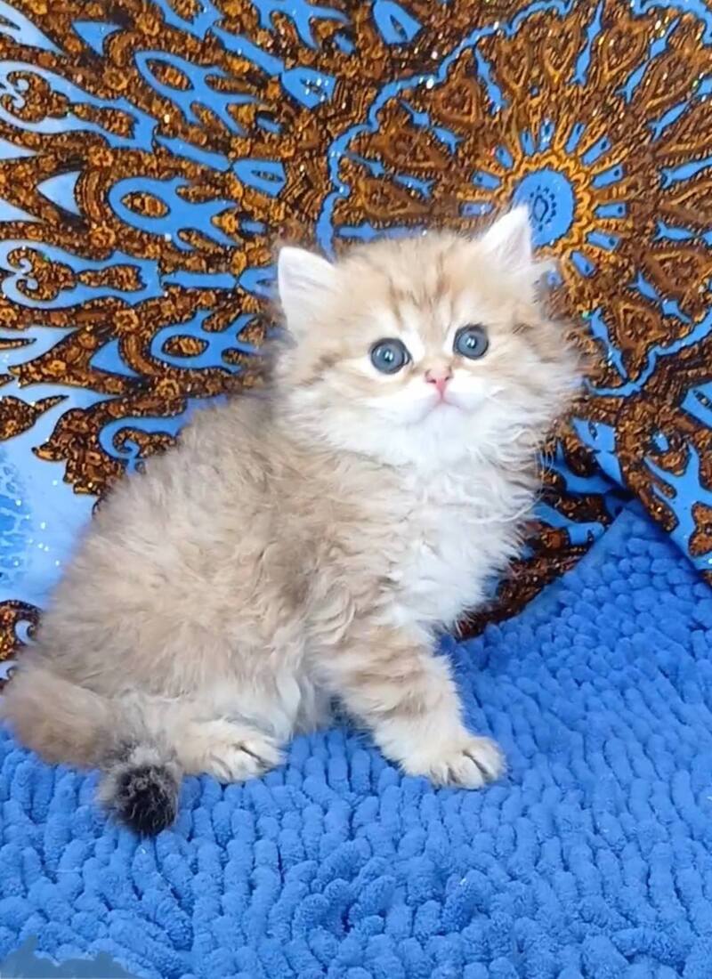 Whiskey British Longhair male black golden shaded - live animals