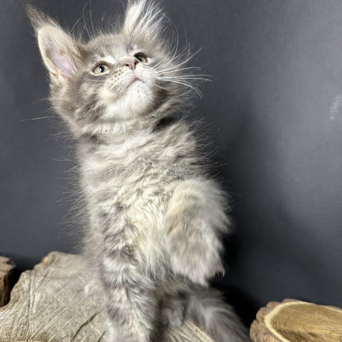 Piper Maine Coon female, blue tabby