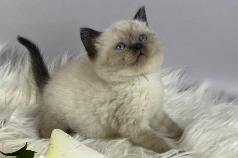 Dolce Vita Scottish Straight female, black pointed