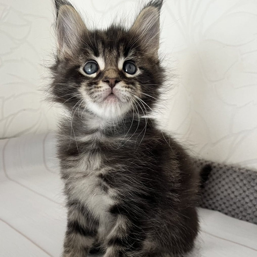 Iron Maine Coon male, black tabby