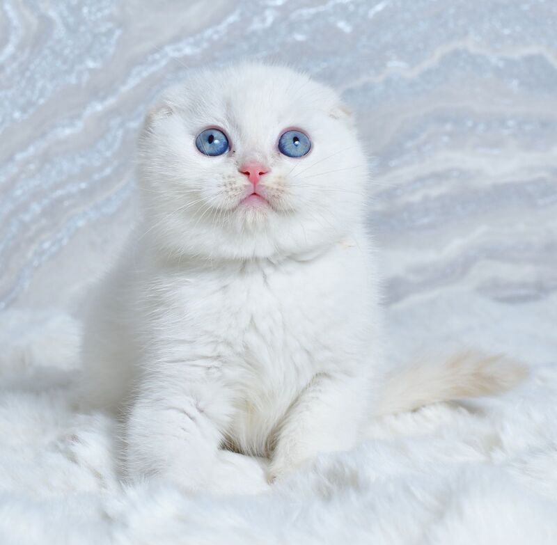Jeff Scottish Fold male cream tabby pointed - live animals