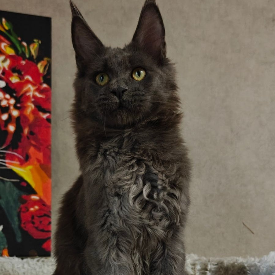 Zefir Maine Coon polydactyl 6x6x6x6 male, blue
