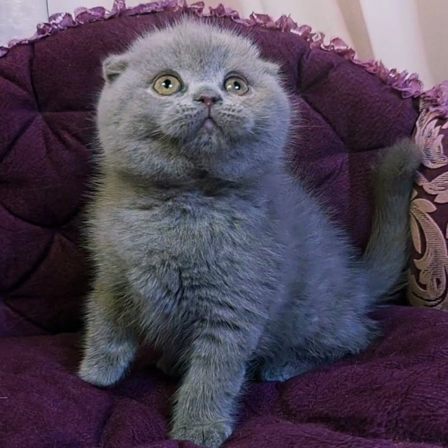 Margosha Scottish Fold female, lilac