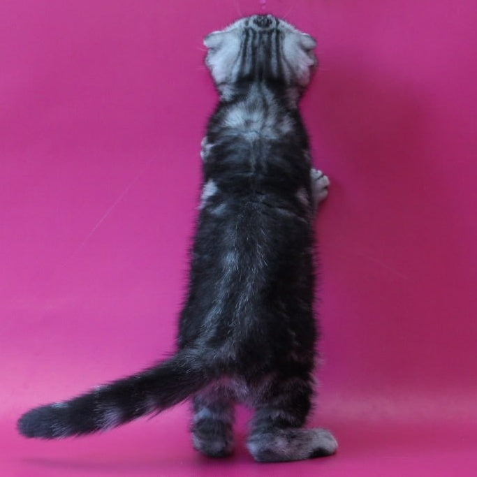 Sofi Scottish Fold female, black silver tabby
