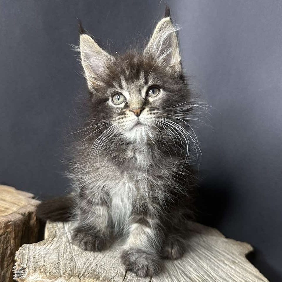 Sandra Maine Coon female, black silver ticked tabby