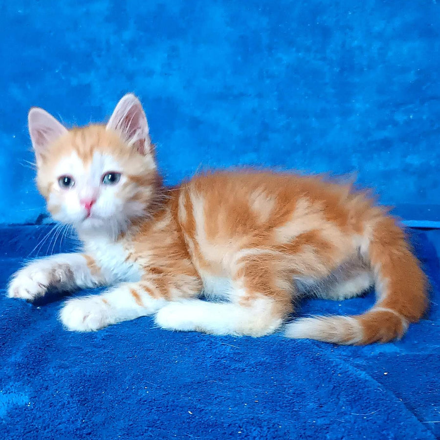 Elizabet Siberian female, red tabby with white