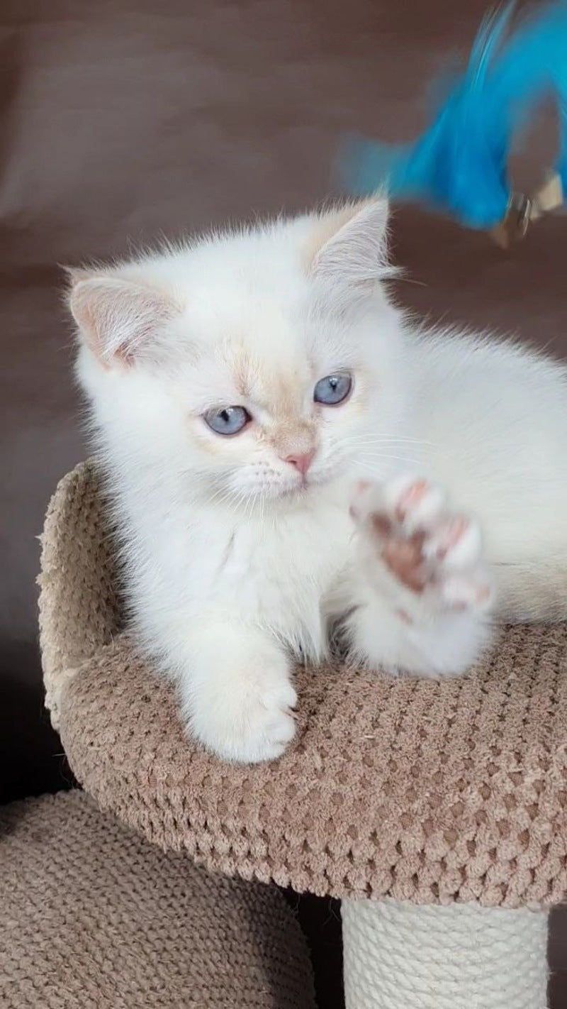 Xander British Shorthair male lilac golden chinchilla pointed - live animals