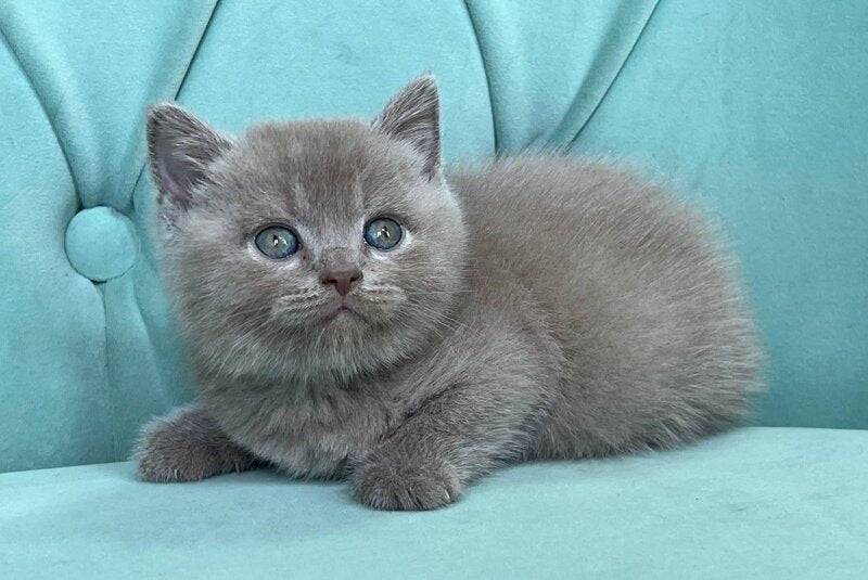 Baly Scottish Straight male, lilac