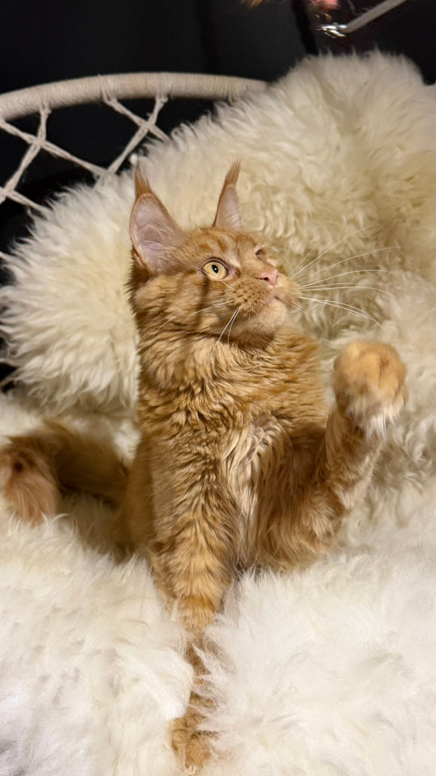 Foxy Maine Coon female, red