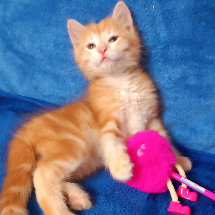 Elvis Siberian male, red tabby