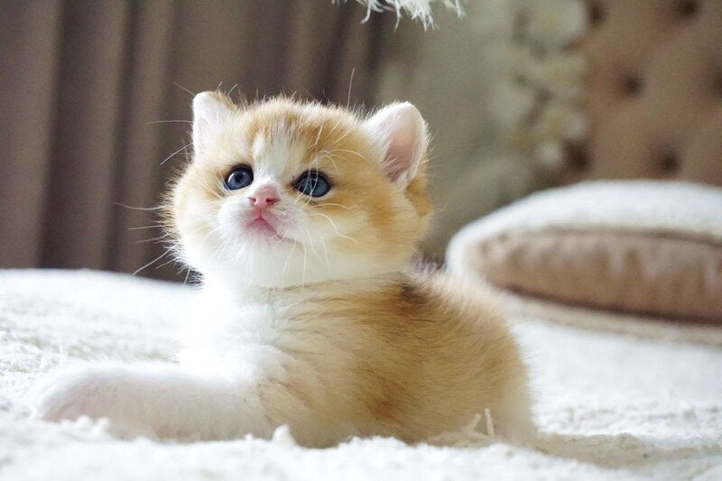 Ilan British Shorthair male, black golden chinchilla bicolour