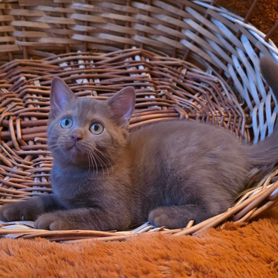 Bonny British Shorthair male, cinnamon