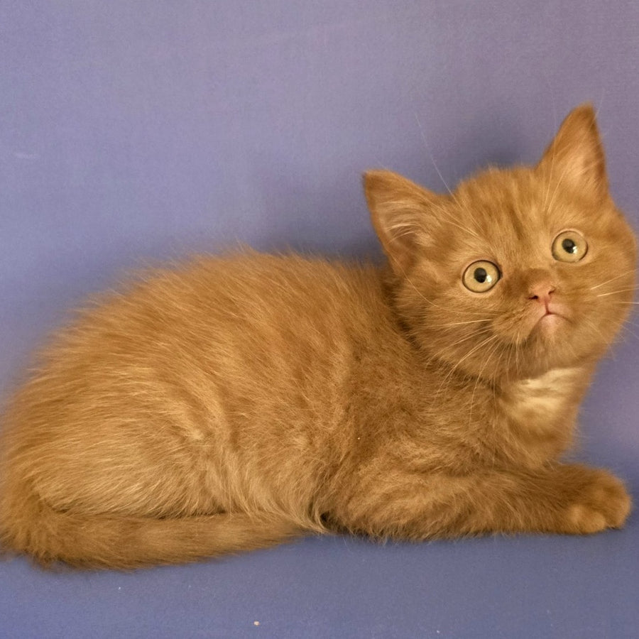 Baton Scottish Fold male, cinnamon