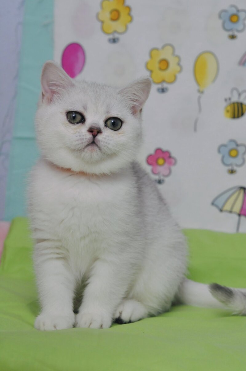 Kleo British Shorthair female black golden shaded - live animals