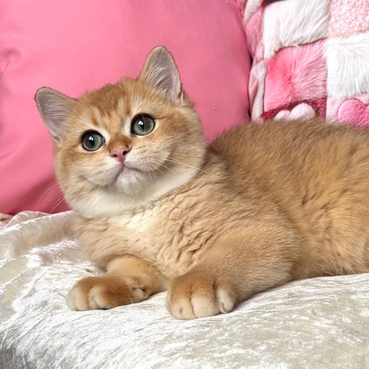 Osman British Shorthair male, black golden chinchilla