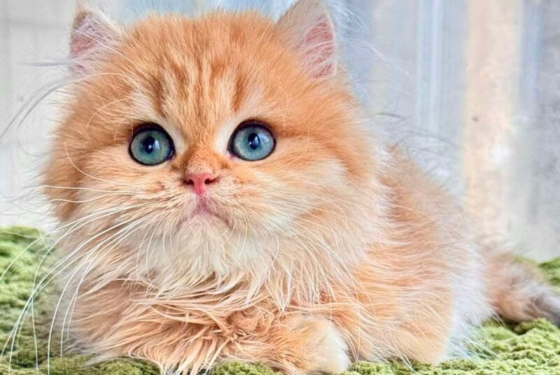 Diesel British Longhair male, chocolate golden shaded