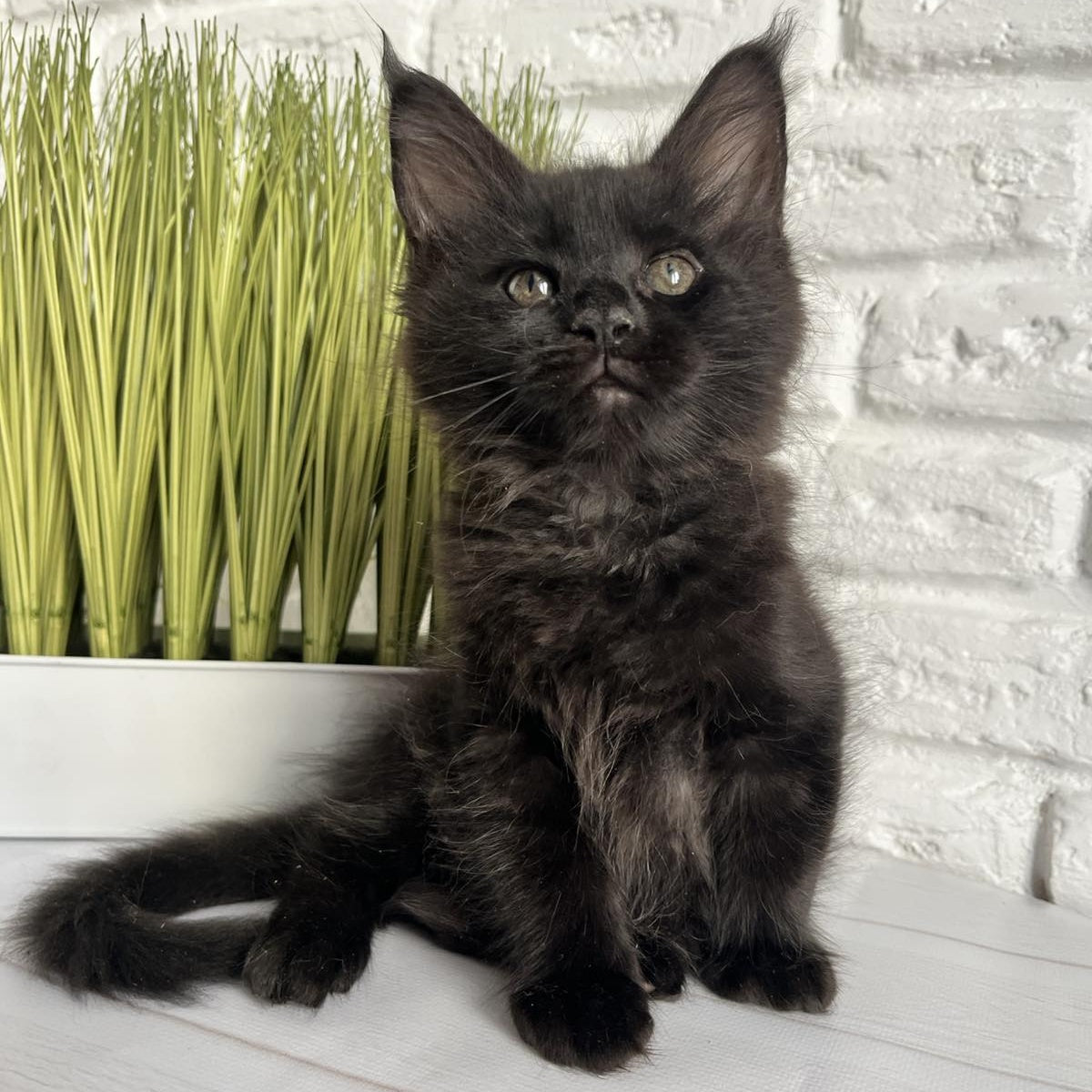 Kenzo Maine Coon male, black