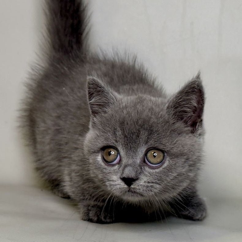 Obi Munchkin female, blue