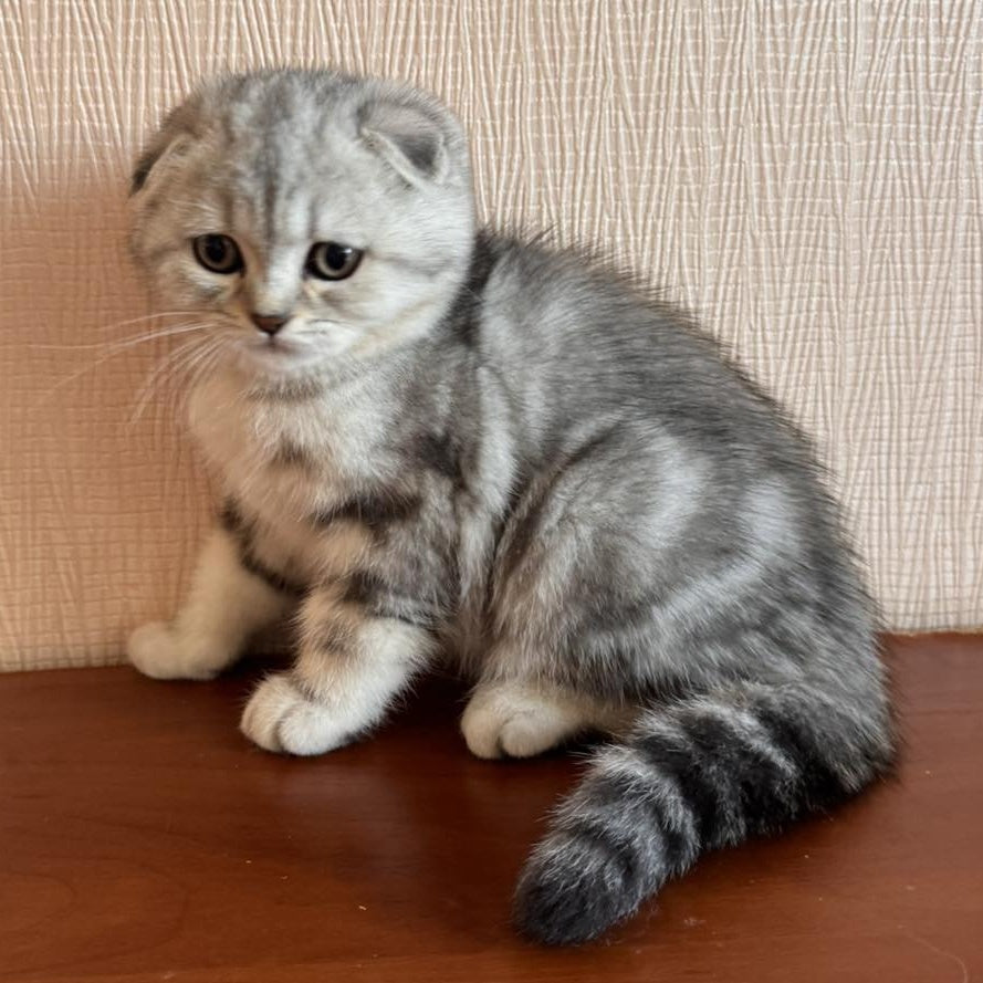 Shanti Scottish Fold female, black silver tabby