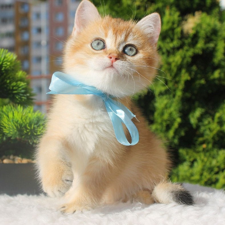Harley British Shorthair male, black golden shaded