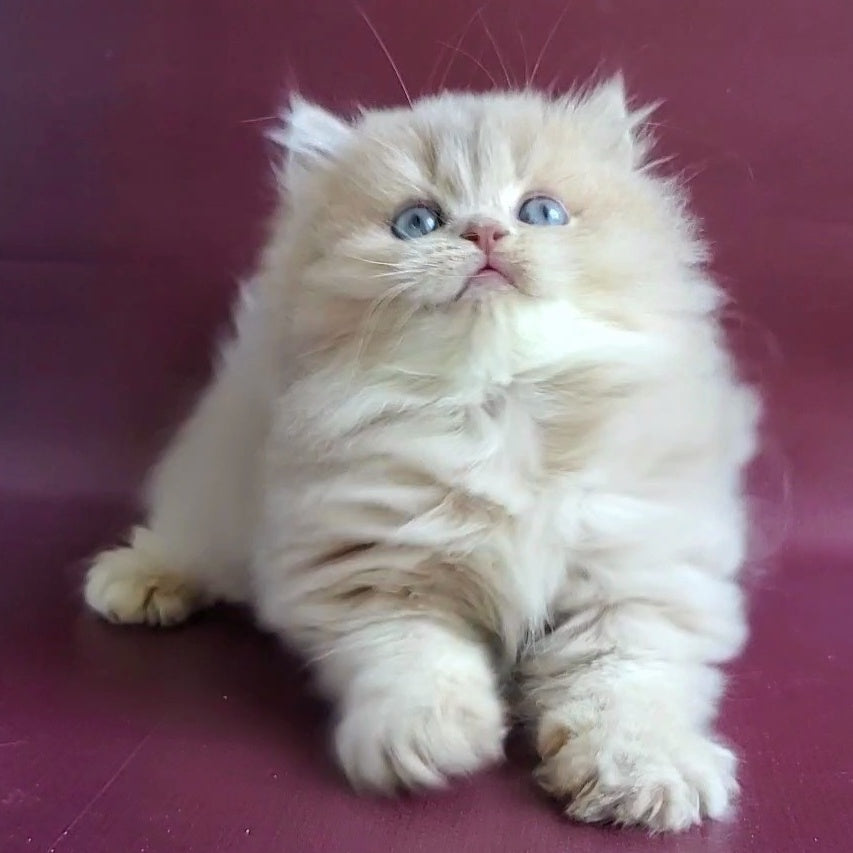Archi British Longhair male, lilac golden shaded