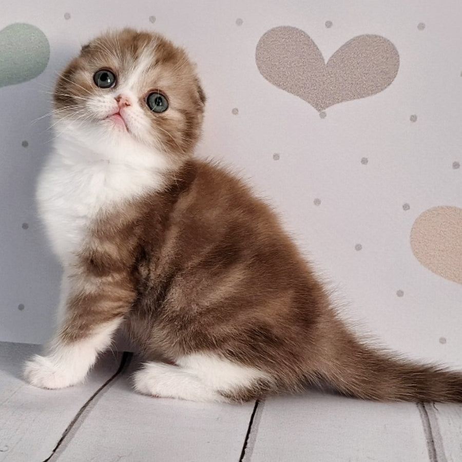 Angel Scottish Fold male, chocolate silver bicolour