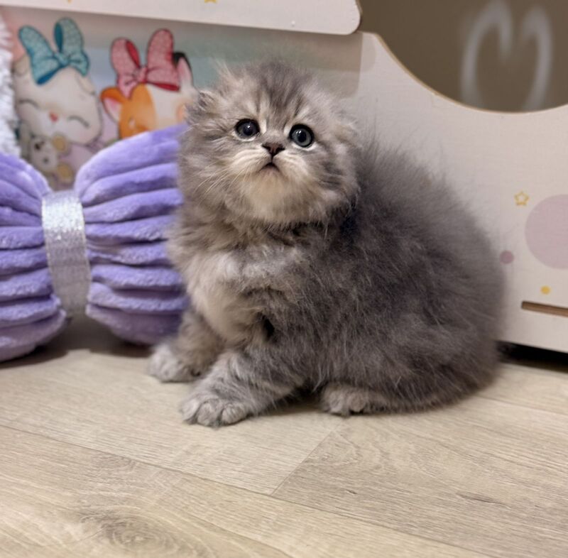 Forbes Scottish Fold male, blue tabby