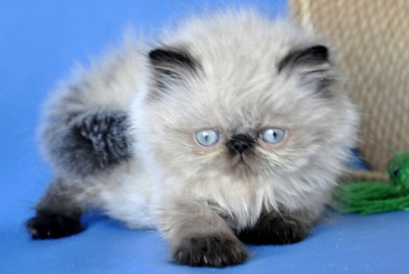 Melissa Persian female, black pointed