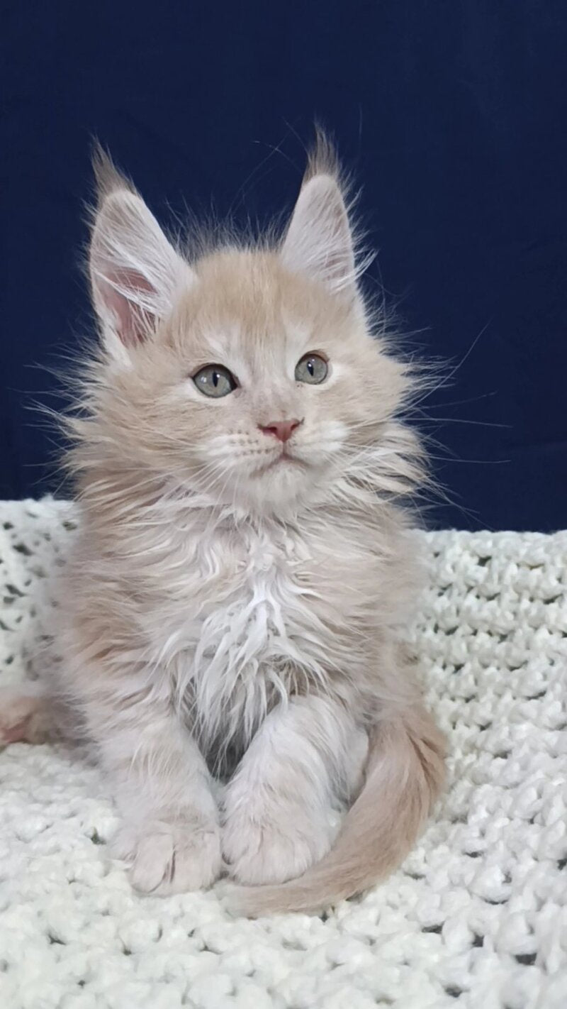 Leo Maine Coon male cream silver live animals
