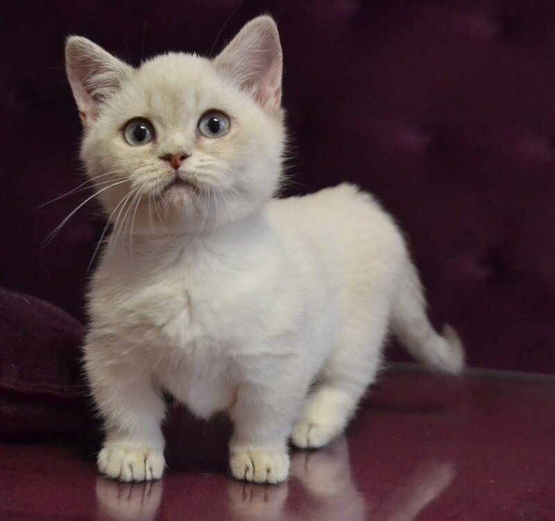 Rafaela Munchkin female blue ticked tabby pointed - live animals