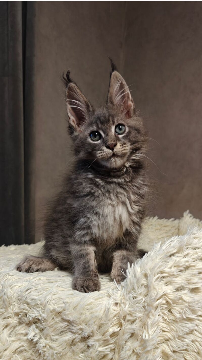 Skywalker Maine Coon male blue silver tabby - live animals