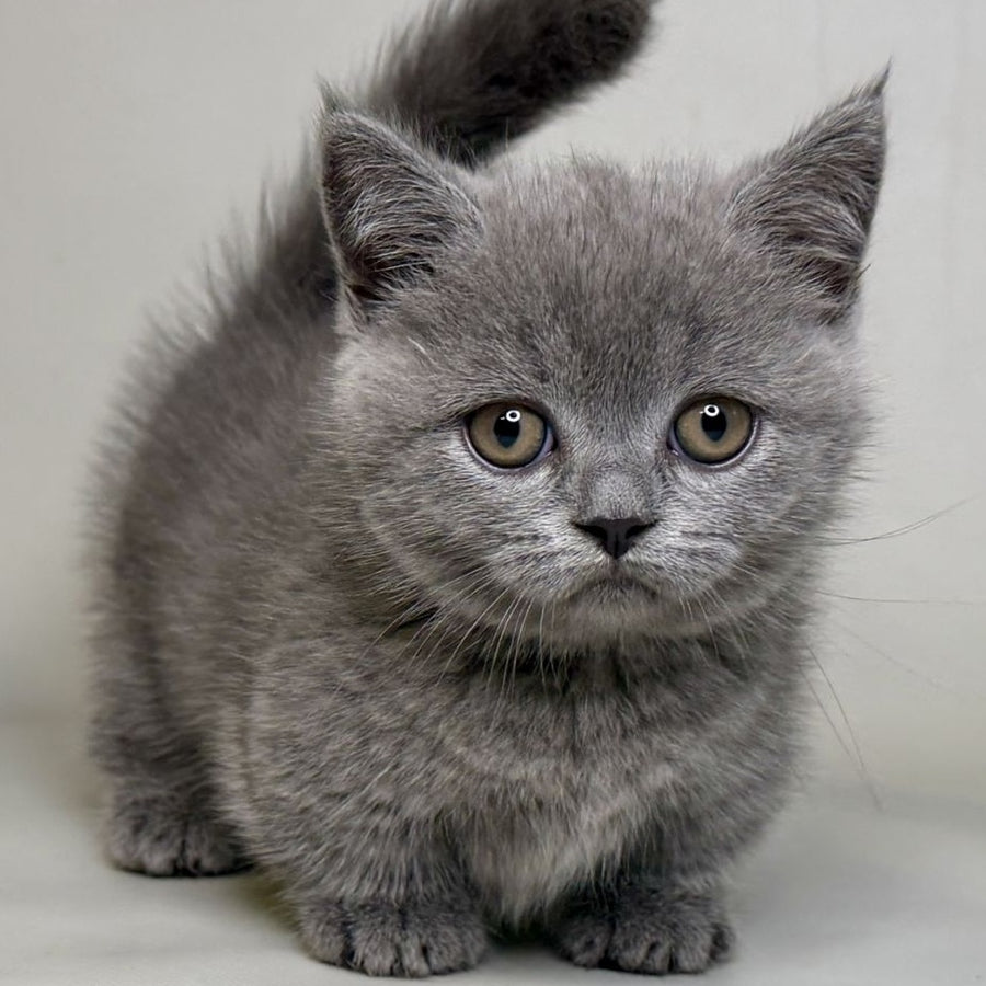 Obi Munchkin female, blue