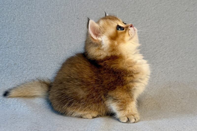 Lumiq Munchkin male black golden ticked tabby - live animals