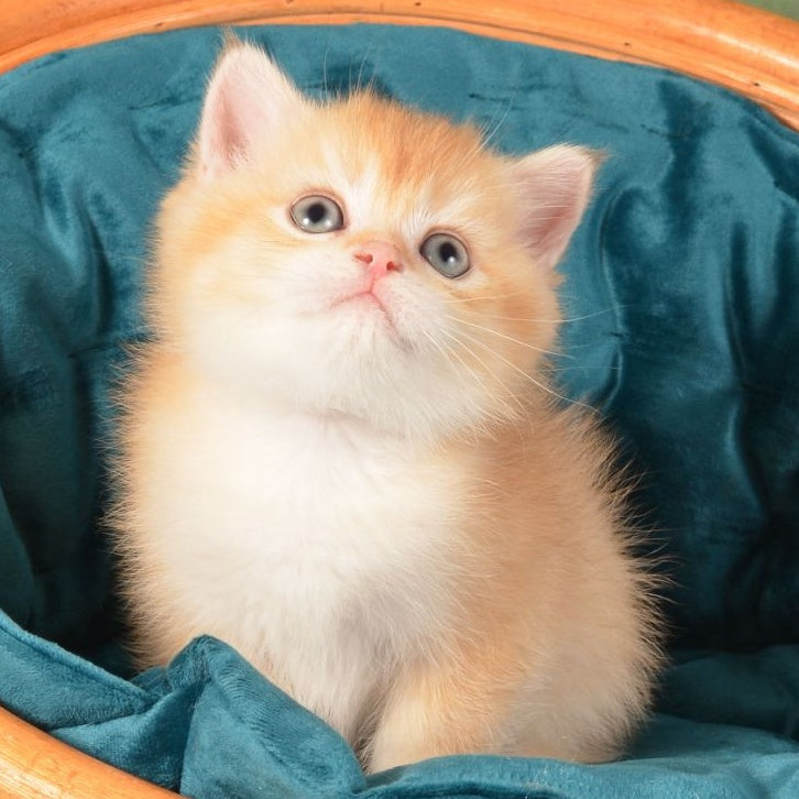 Pashtet British Shorthair male, cinnamon golden chinchilla