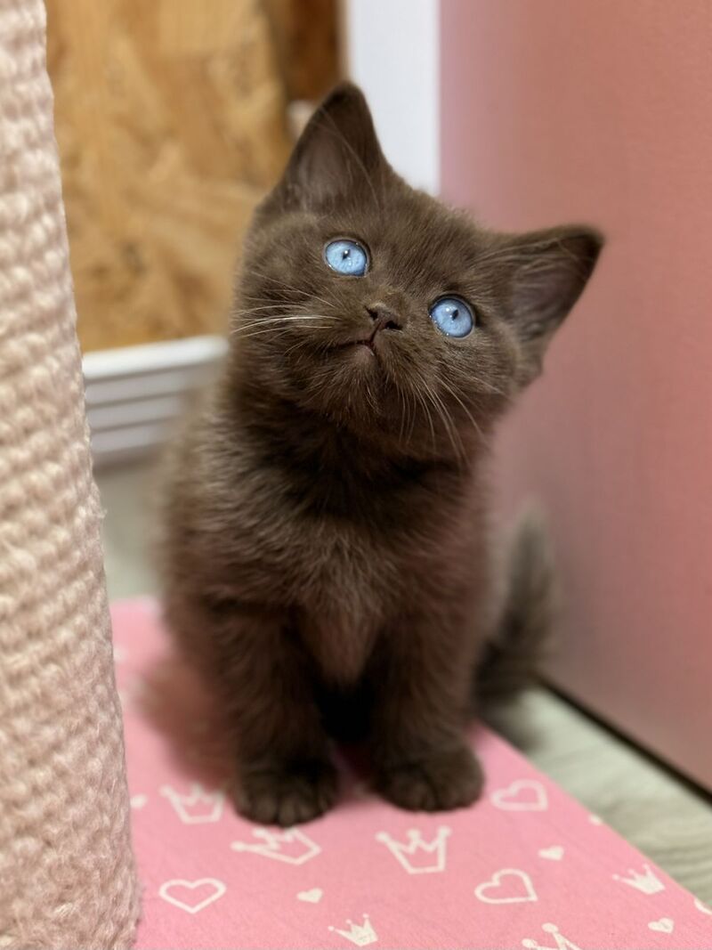 Jasmine British Shorthair female, chocolate
