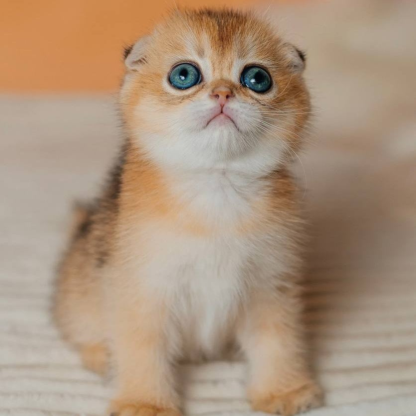 Grace Scottish Fold female, black golden shaded