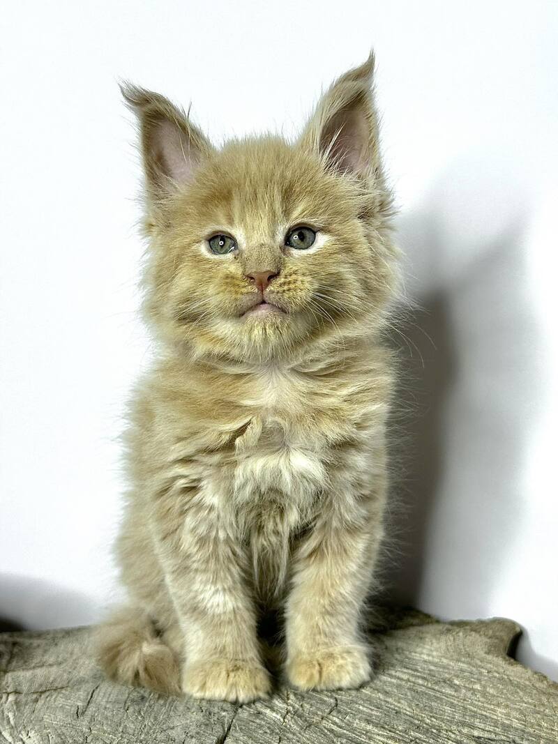 Jovani Maine Coon male cream - live animals