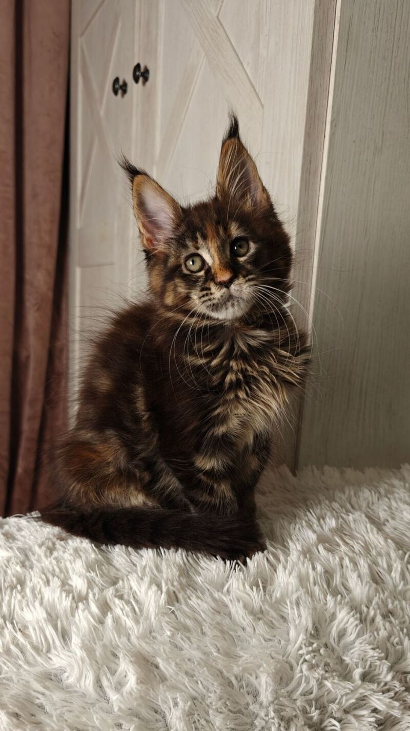 Quasar Maine Coon female black tortie tabby live animals