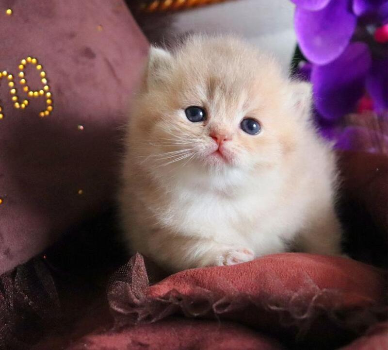 SunRey British Shorthair male lilac golden shaded - live animals
