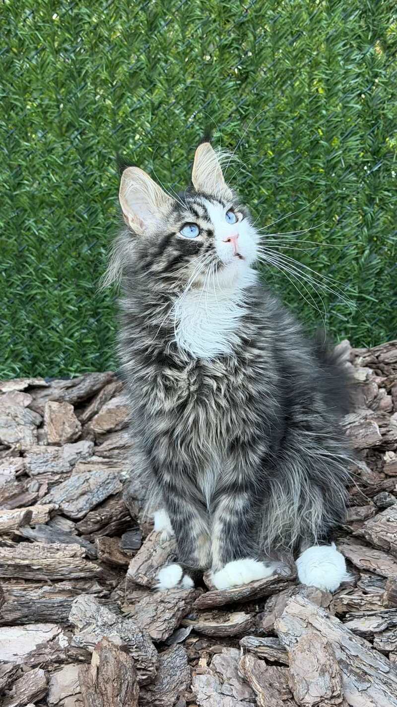 Dior Maine Coon male, black tabby with white