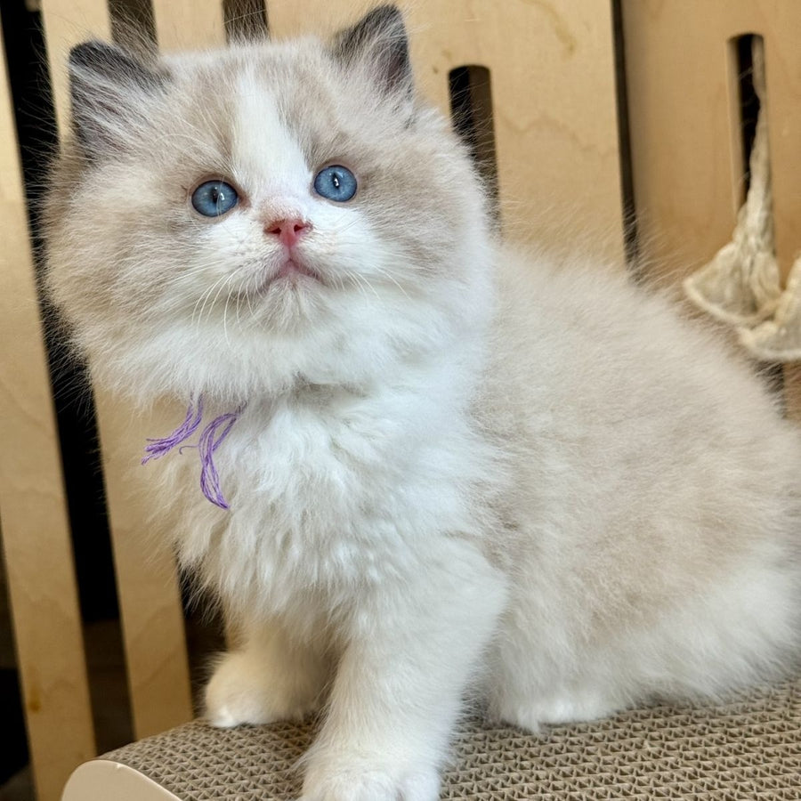 Moon Ragdoll male, black bicolour
