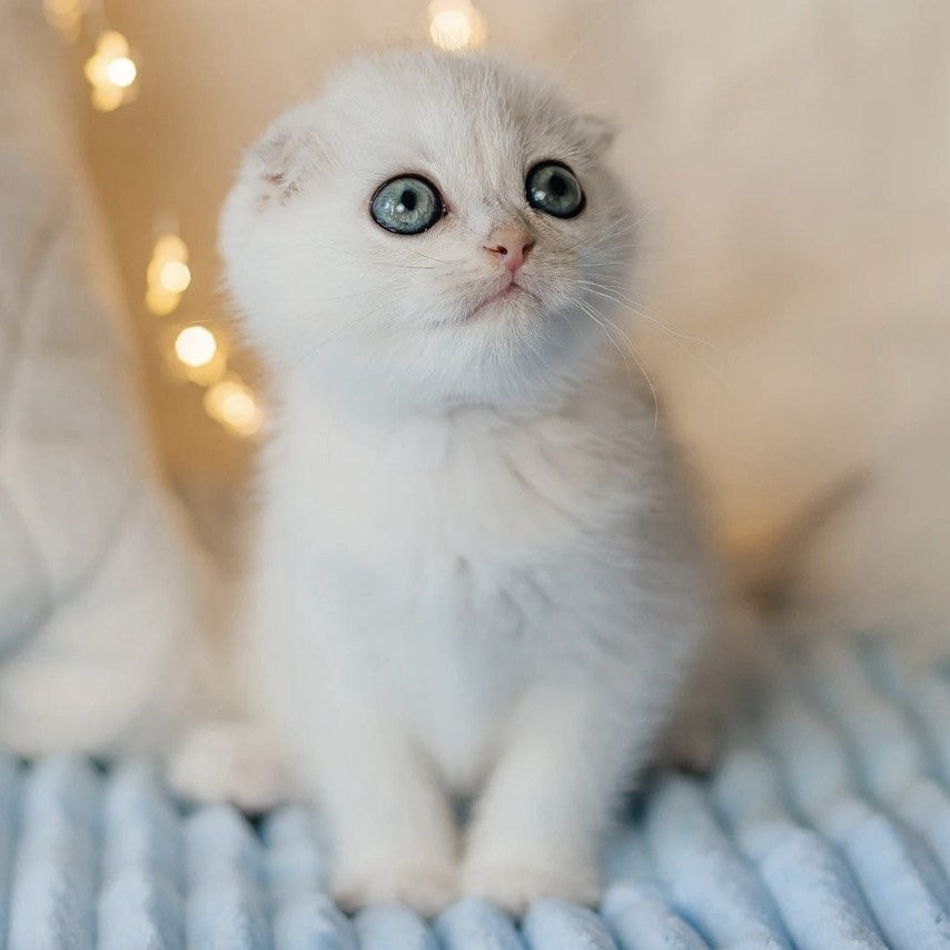 Ice Cream Scottish Fold male, black silver shaded