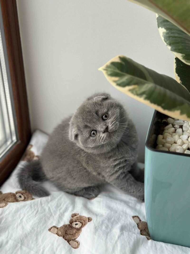 Xenia Scottish Fold female blue live animals