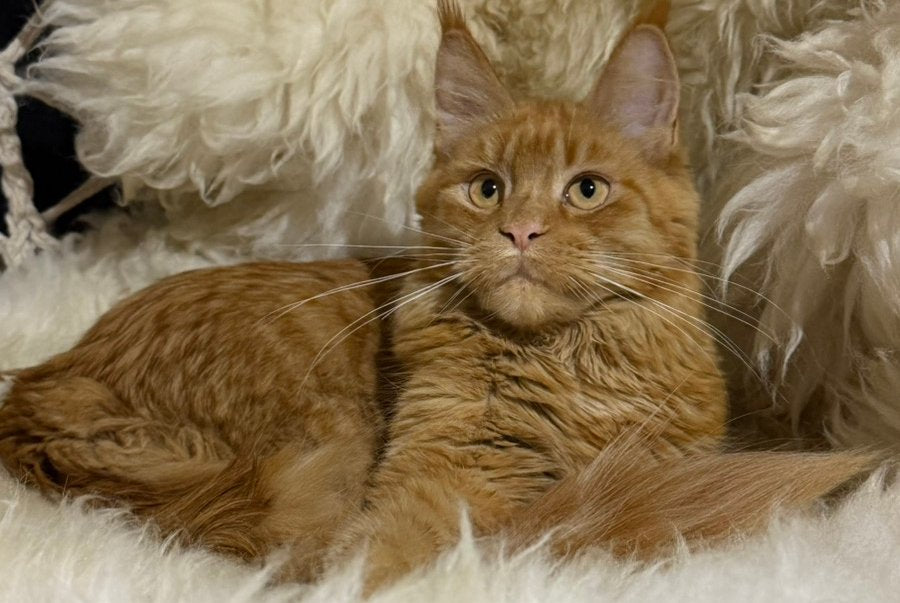 Foxy Maine Coon female, red
