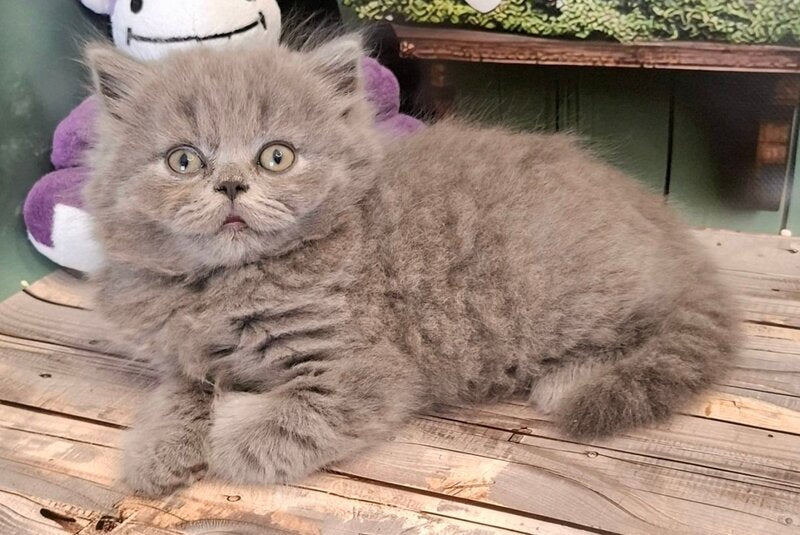 Ostap British Longhair male, blue